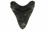 Fossil Megalodon Tooth - South Carolina #164967-1